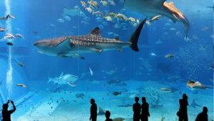 WHEN WILL THE AQUARIUM OPEN IN ROME - EUR ZONE? 2