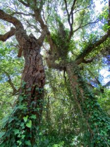 Saturday June 12th - Group Hiking Day (lago Albano/Nemi) 11