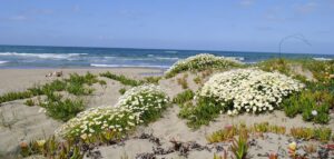 Discover Rome's Scenic Beaches Easily Accessible by Public Transportation 9