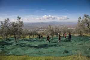 Autumn's Italian Culinary Treasures, Region by Region 12