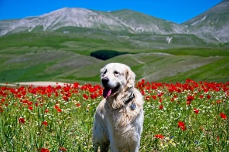 A Guide to Living in Italy with a Dog 118