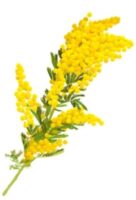How to Celebrate Women’s Day in Italy 19