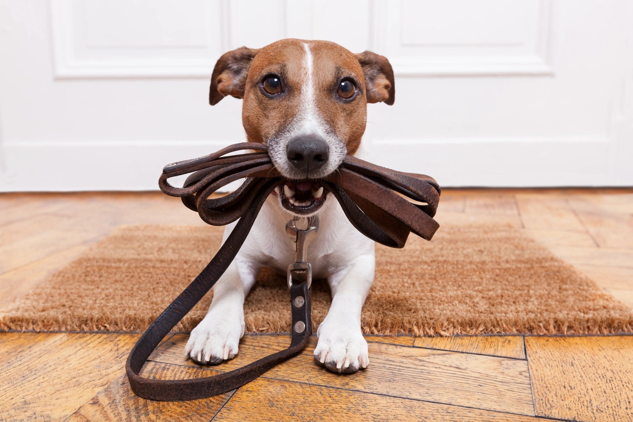 New Regulations in Italy Make Air Travel with Pets Easier and More Humane 2