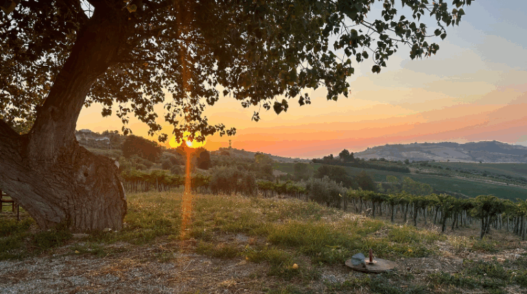 Valle del sole - Country home Rental in Atri, Abruzzo | Short & Medium Stays 27 14 Vineyard Rental in Valle del Sole Abruzzo expatslivinginrome.com 768x429