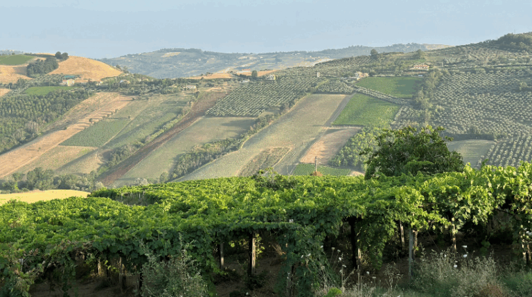 Valle del sole - Country home Rental in Atri, Abruzzo | Short & Medium Stays 28 15 Vineyard Rental in Valle del Sole Abruzzo expatslivinginrome.com 768x429