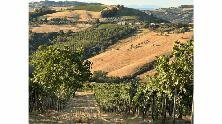 Valle del sole - Country home Rental in Atri, Abruzzo | Short & Medium Stays 30 17 Vineyard Rental in Valle del Sole Abruzzo expatslivinginrome.com 768x429