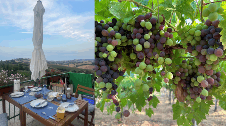 Valle del sole - Country home Rental in Atri, Abruzzo | Short & Medium Stays 17 4 Vineyard Rental in Valle del Sole Abruzzo expatslivinginrome.com 768x429
