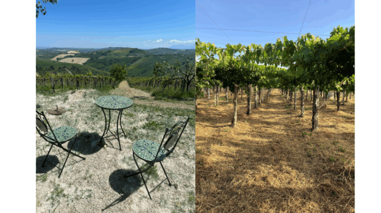 Valle del sole - Country home Rental in Atri, Abruzzo | Short & Medium Stays 18 5 Vineyard Rental in Valle del Sole Abruzzo expatslivinginrome.com 768x429